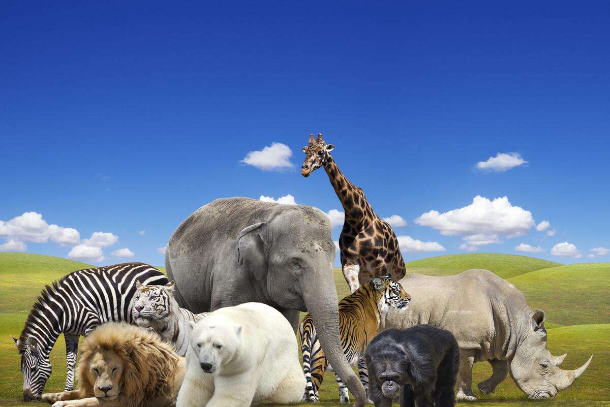 500种动物名称及图片大全   动物园里有哪些常见动物100种