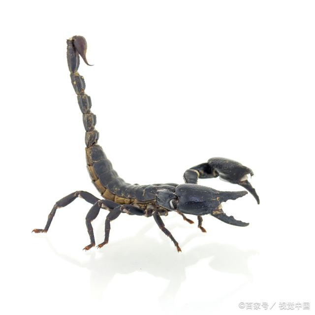 天蝎座的性格非常招人讨厌  天蝎座的贱人性格