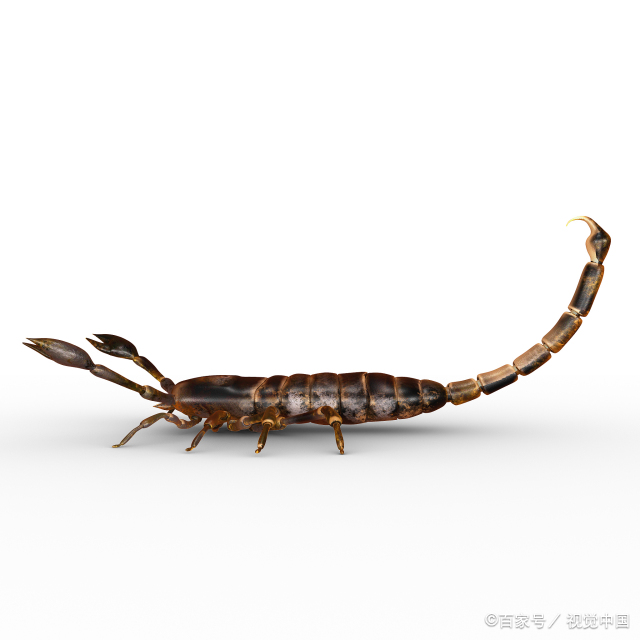 新浪天蝎座今日运势查询  今天天蝎座的运势是什么