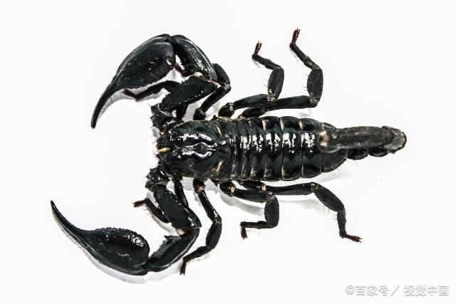 天蝎座人性格特点分析  天蝎座的人是什么性格