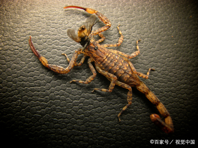 天蝎座最近的考试运如何2022  10月天蝎座运势2022年