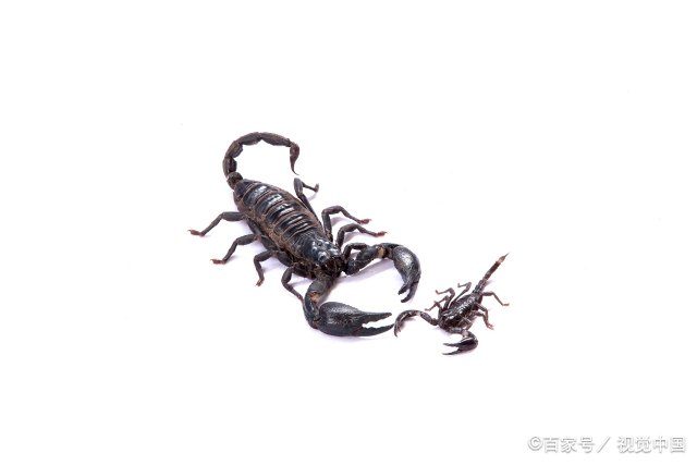 陶白白星座分析天蝎座  陶白白天蝎座分析