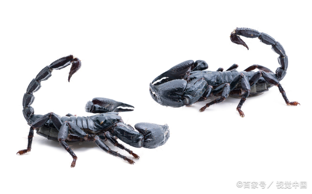 陶白白星座分析天蝎座  陶白白天蝎座分析