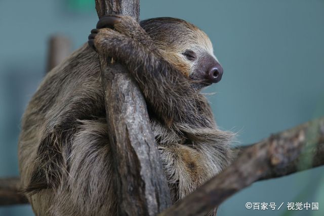 20000种动物名字图片 常见动物名称大全