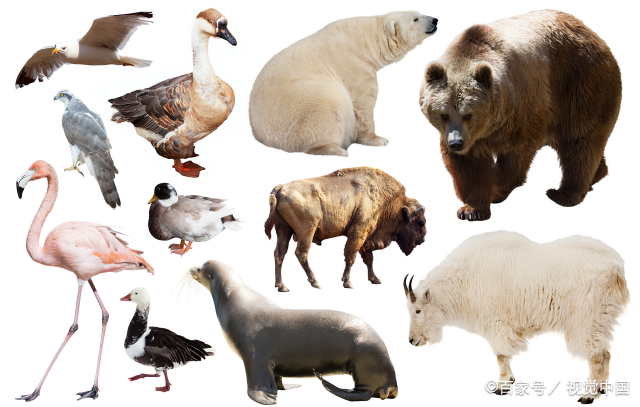 百种动物  100种常见动物英语单词有哪些