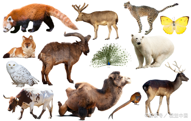 百种动物  100种常见动物英语单词有哪些