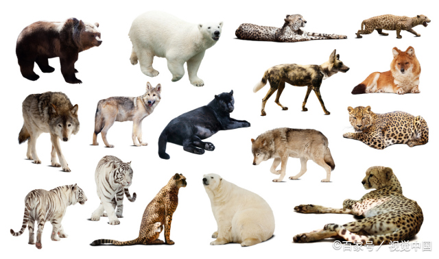 动物种类名称大全500  生活中常见的动物名称大全