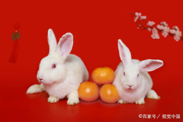 兔的四字成语新年祝福  带兔的祝福成语