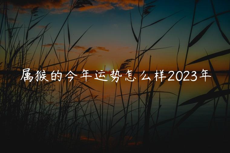 属猴的今年运势怎么样2023年，属猴的今年运势怎么样2023