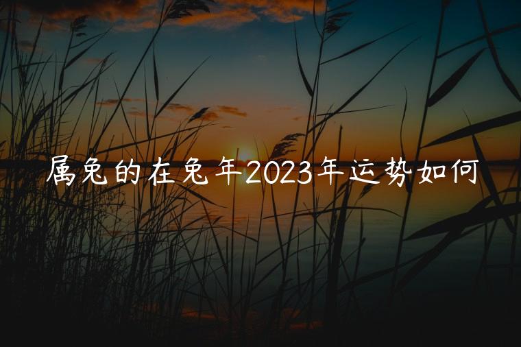 属兔的在兔年2023年运势如何，属狗的在兔年2023年运势如何