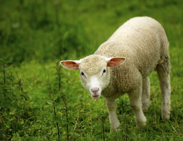 2023年属羊人的全年运势如何 属羊在2023年运势和财运怎么样